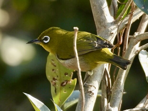 荒川付近で見られる野鳥〜岩渕水門から浮間公園あたり〜2025年の記録