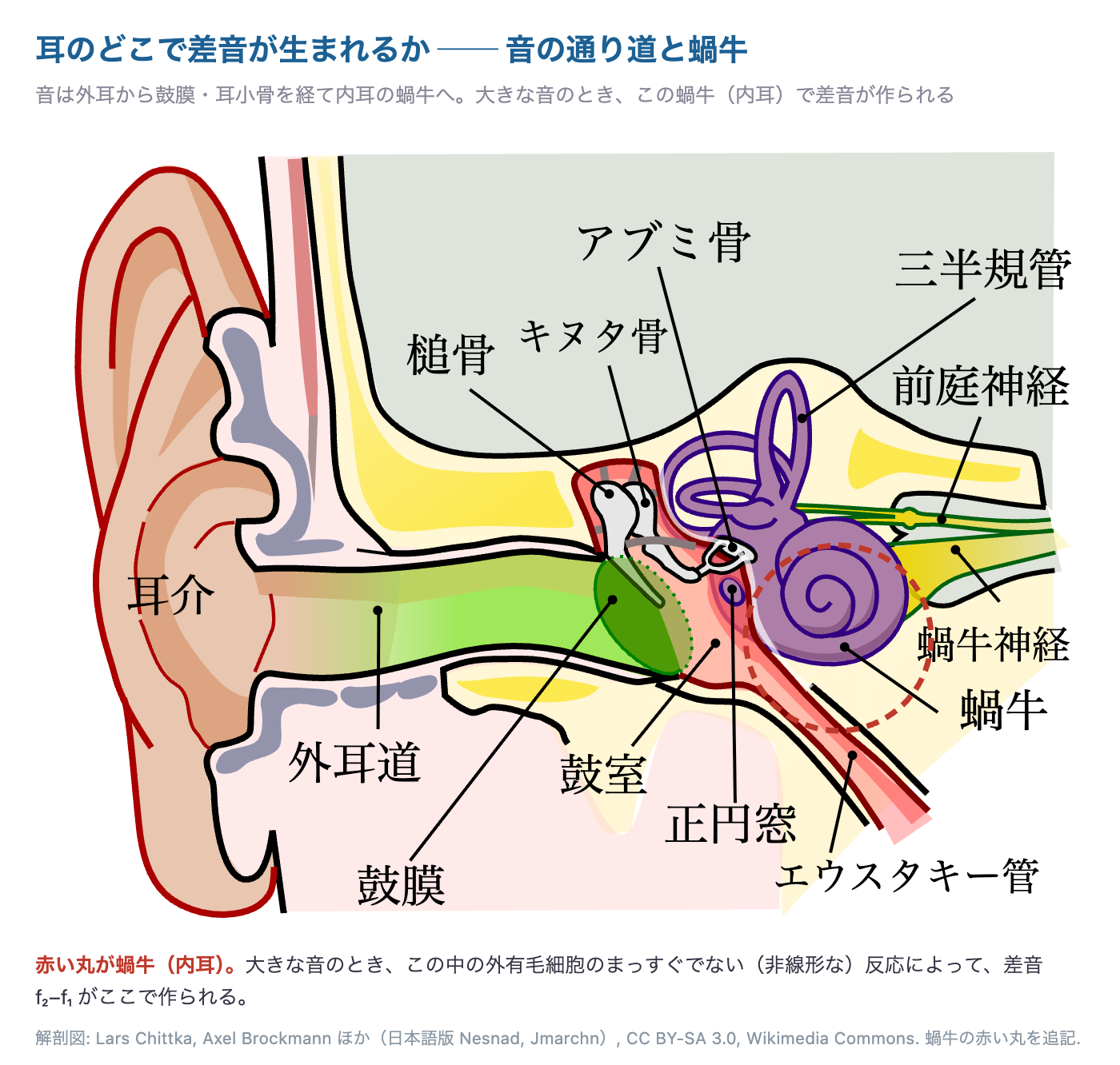 外耳（耳介・外耳道）から鼓膜・耳小骨（槌骨・キヌタ骨・アブミ骨）を経て内耳の蝸牛へ音が伝わる耳の解剖図。蝸牛を赤い丸で示し、大きな音のときこの中の外有毛細胞の非線形な反応で差音 f₂−f₁ がここで作られることを表す