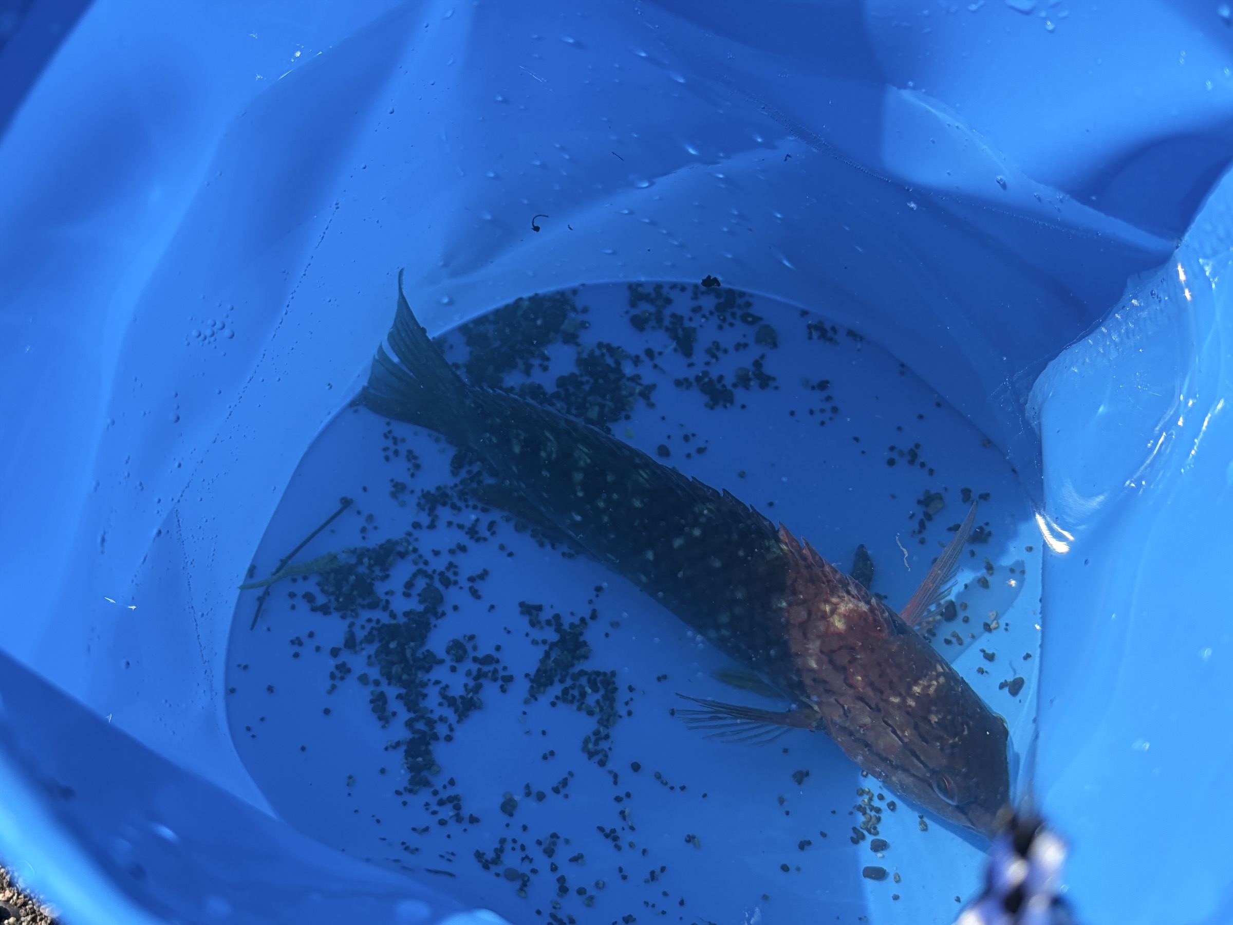 アカササノハベラ