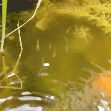 水流に集まるメダカ達