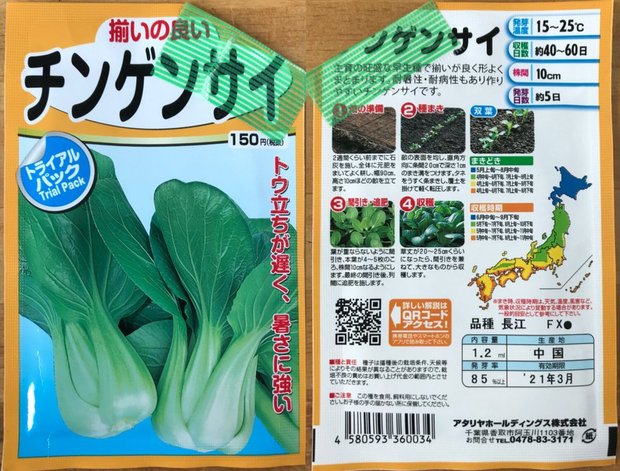 プランターで育てるチンゲン菜【東京ベランダ菜園記録】