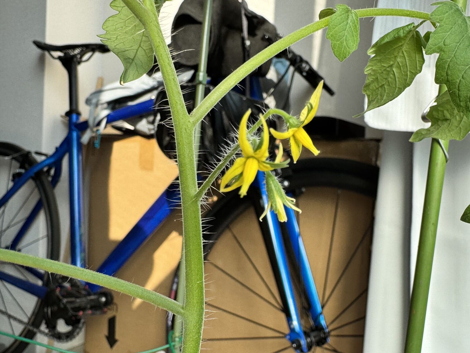 室内水耕栽培のミニトマトが開花