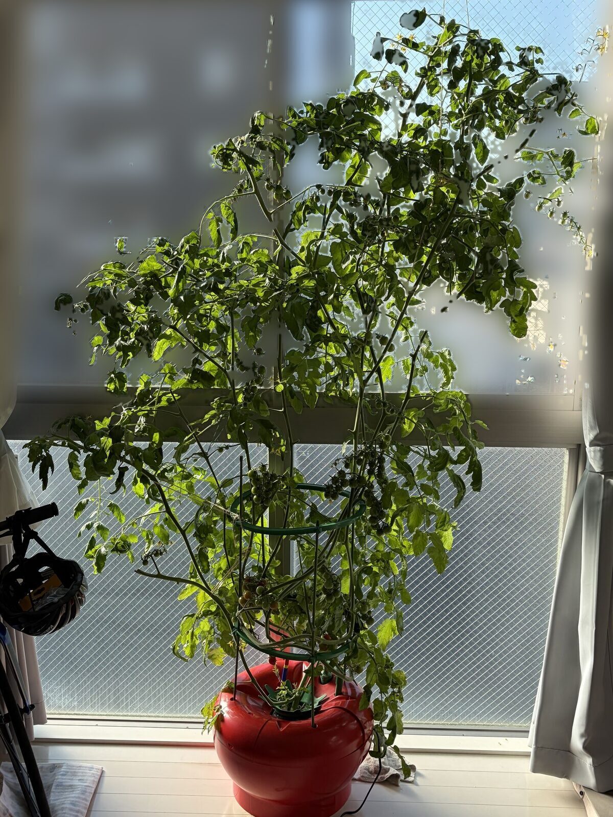定植から約3か月、窓いっぱいに茂ったミニトマト