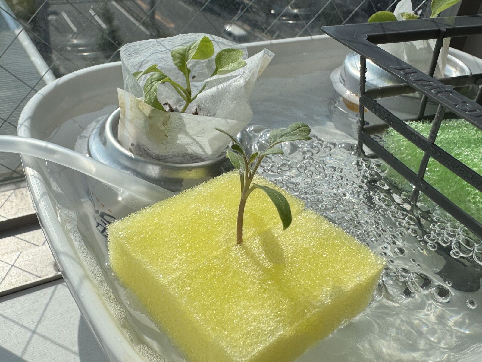 スポンジで育てた定植前のミニトマト苗
