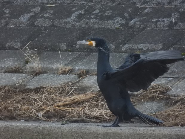 カワウ 2025年1月撮影