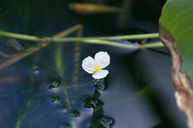 オオカナダモの花