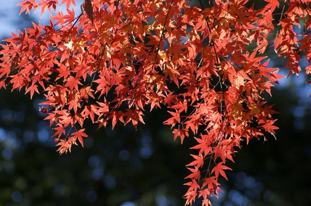 紅葉（2021年12月撮影）