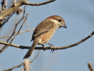 荒川付近で見られる野鳥〜岩渕水門から浮間公園あたり〜2025年の記録