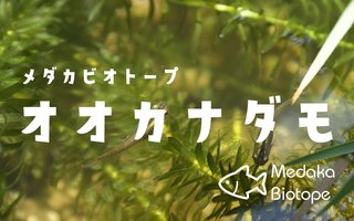 メダカとオオカナダモ、気になる相性は？【メダカビオトープ】