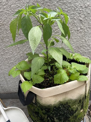 フェルトプランターに定植したハラペーニョ。周りには紫蘇が同居