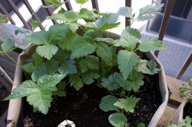 半日陰で育てるミツバのベランダ菜園