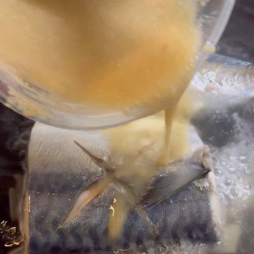 お湯で溶いた味噌を加える