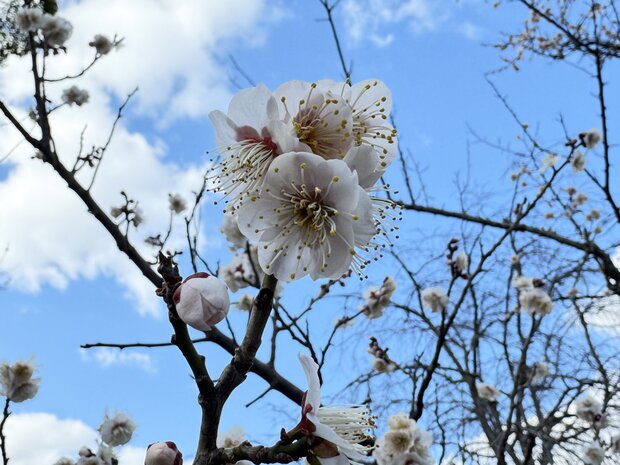 梅の花